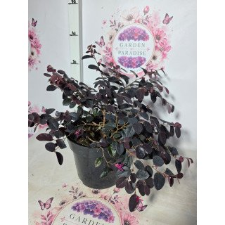 Loropetalum Black Pearl