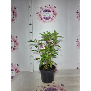 Hortensia Paniculata Summer Love