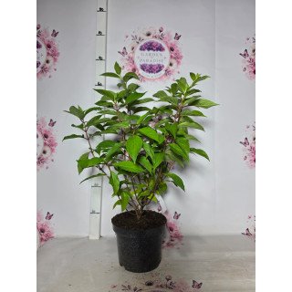 Hortensia Paniculata Skyfall