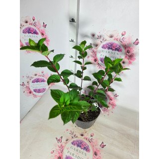 Hortensia Paniculata Samarskaya Lidya