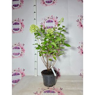 Hortensia Paniculata Limelight