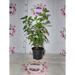 Hortensia Paniculata „Mega Pearl”