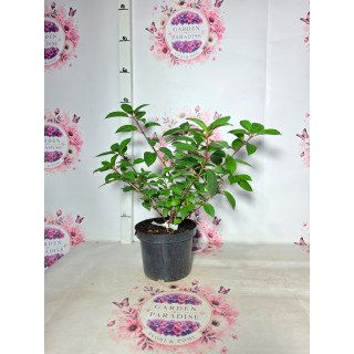Hortensia Paniculata ‘Sundae Fraise’