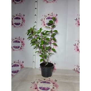 Hortensia Paniculata ‘Vanille Fraise’