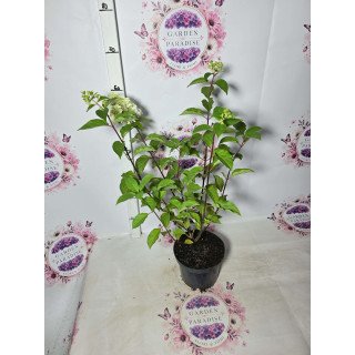 Hortensia Paniculata 'Melba Fraise' C2