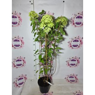 Hortensia paniculata ‘Limelight’ C5