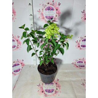 Hortensia paniculata ‘Melba Fraise’ – ghiveci 5 litri