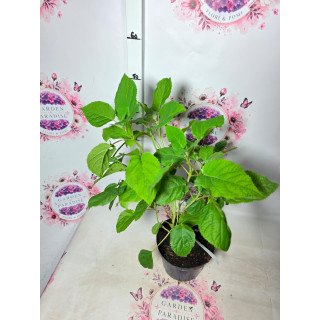 Hortensia arborescens ‘Annabelle’
