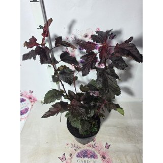 Physocarpus ‘Andre’ – ghiveci C2, 45–60 cm