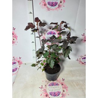 Physocarpus ‘Diabolo’ – ghiveci C2, 45–60 cm
