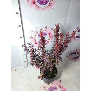 Berberis ‘Chocolate’ – ghiveci C2, 60 cm