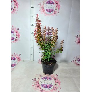 Berberis ‘Orange Tower’ – înălțime 40–50 cm