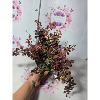 Berberis ‘Rose Glow’ – ghiveci C2