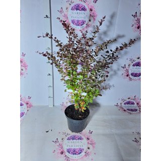 Berberis thunbergii ‘Atropurpurea’ – ghiveci C2, 70 cm