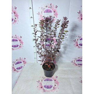 Physocarpus ‘Little Joker’ – ghiveci C2, 70 cm