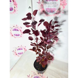 Arborele de fum – Cotinus coggygria ‘Royal Purple’