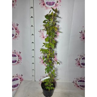 Clematis ‘Miss Bateman’ – 100 cm