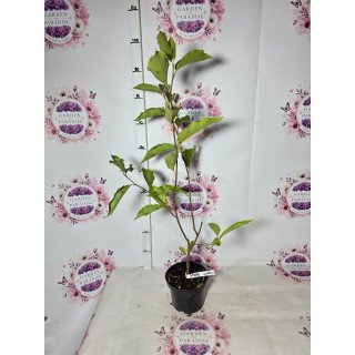 Magnolia ‘Betty’