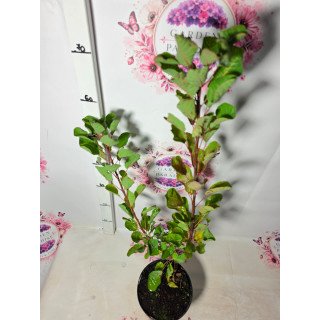 Cotinus ‘Smokey Joe’ – Arborele de fum
