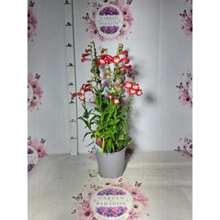 Penstemon ‘Picotee’