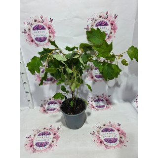 Hortensia quercifolia ‘Alice’