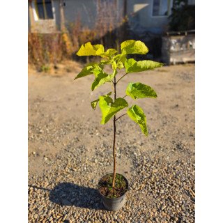 Catalpa bignonioides ‘Aurea’ – Catalpa cu frunziș auriu