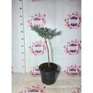 Picea pungens ‘Glauca Globosa’ – Molid argintiu globular