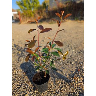Photinia ‘Red Rubin’