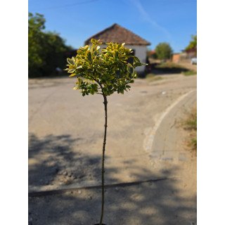 Euonymus ‘Aurea’ pe picior – 160 cm