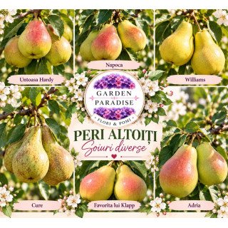 Păr altoit