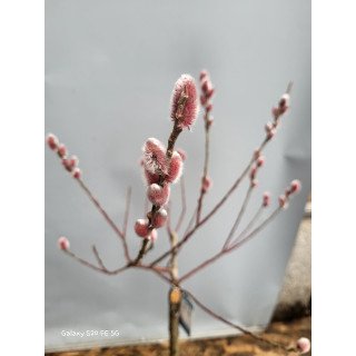 Salix Red Cat