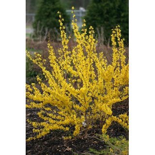 Forsythia (ploaia de aur)