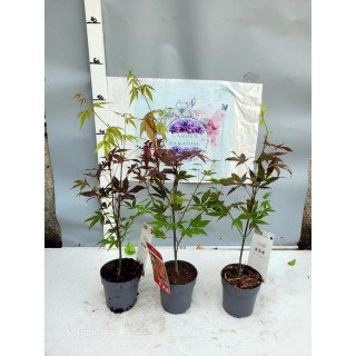 Arțar Japonez (Acer palmatum) 50cm