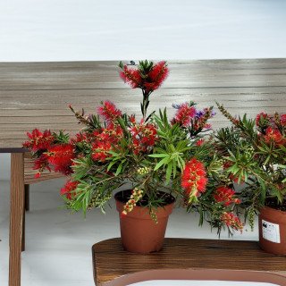 Callistemon (Arborele de Perii Roșii)