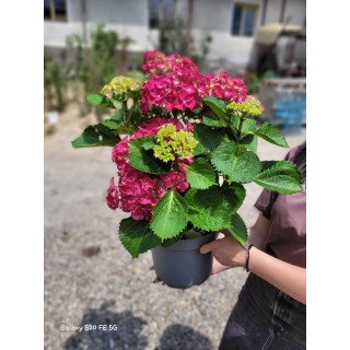 Hortensie Hi Tornado (Hydrangea macrophylla)