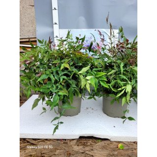 Nandina Obsessed (Nandina domestica 'Obsessed')