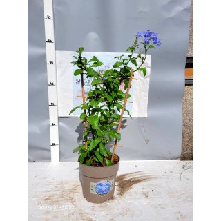 Plumbago mov(Floarea Dragostei)
