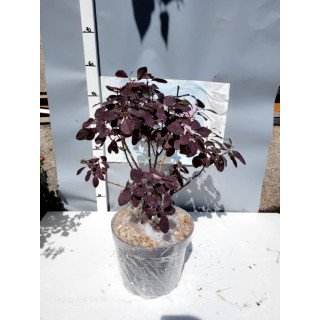 Cotinus ‘Royal Purple’ (Scumpie roșie) 🌿
