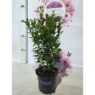 Buxus Sempervirens