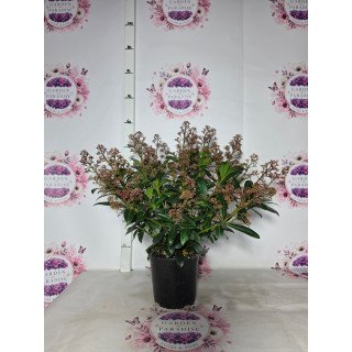 Skimmia Japonica