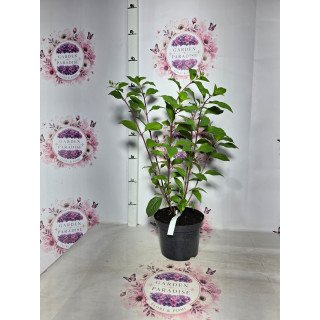 Hortensia Paniculata Phantom